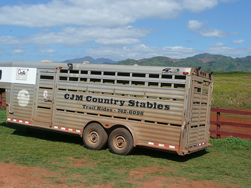 Hawaii Horse