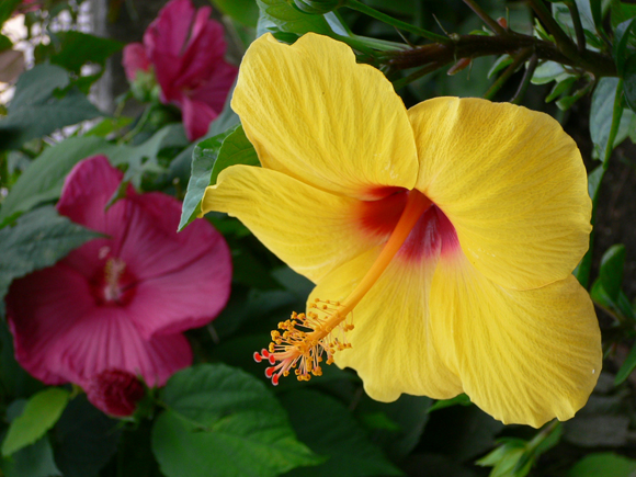 hawaii state flower